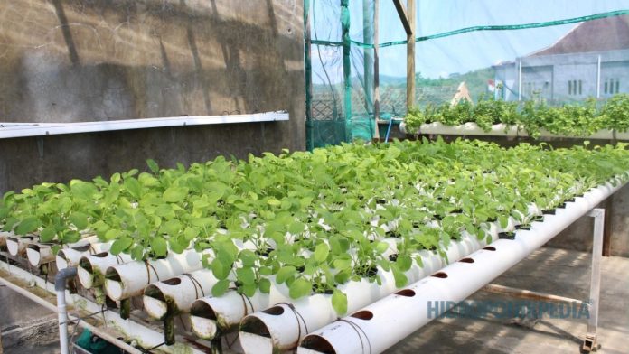 menghitung-hidroponik-dari-sisi-bertahan Petani hidroponik sedang menghitung biaya operasional dan mencatat data sebagai bagian dari strategi bertahan