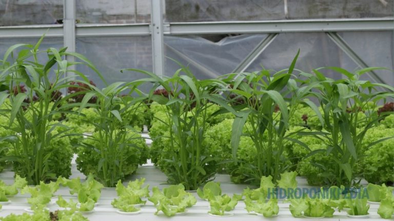 Tips Menunda Ekspansi Hidroponik Sampai Sistem Benar-Benar Siap