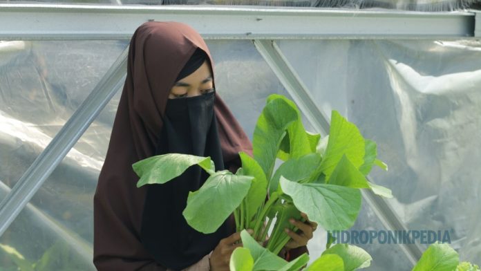 panen-cepat-masalah-hidroponik Tanaman hidroponik yang dipercepat panennya menunjukkan penurunan kualitas sebagai dampak keputusan terburu-buru
