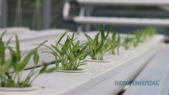 peralatan-mahal-tidak-menyelamatkan-sistem Instalasi hidroponik dengan peralatan modern yang menunjukkan pentingnya sistem dibanding hanya alat mahal