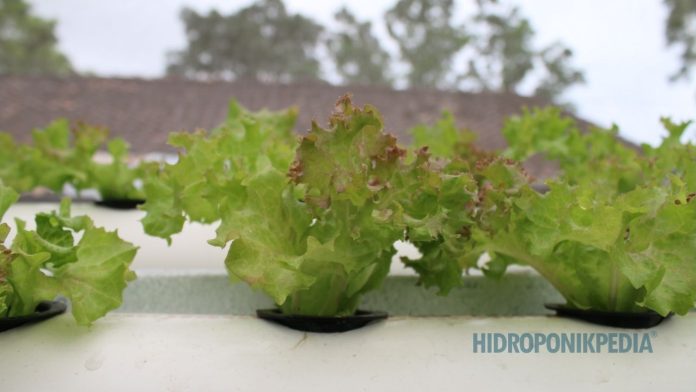 peran-konsultan-dalam-sistem-hidroponik Diskusi antara pengelola hidroponik dan konsultan di dalam greenhouse