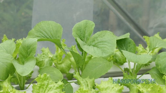 produksi-hidroponik-jalan-tapi-uang-tidak-masuk Petani hidroponik sedang menghitung hasil panen dengan ekspresi analitis terkait arus kas usaha