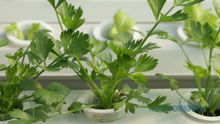 Siklus Tanam yang Tidak Terstandar Akan Mengacaukan Sistem Hidroponik