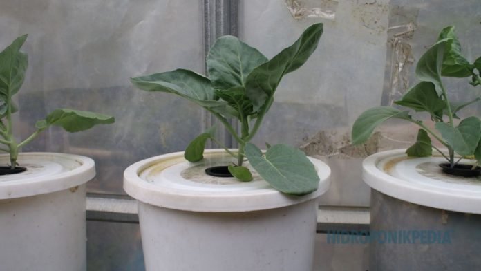 skala-hidroponik-yang-masuk-akal Instalasi hidroponik skala kecil yang tertata rapi sebagai contoh skala awal yang terkendali