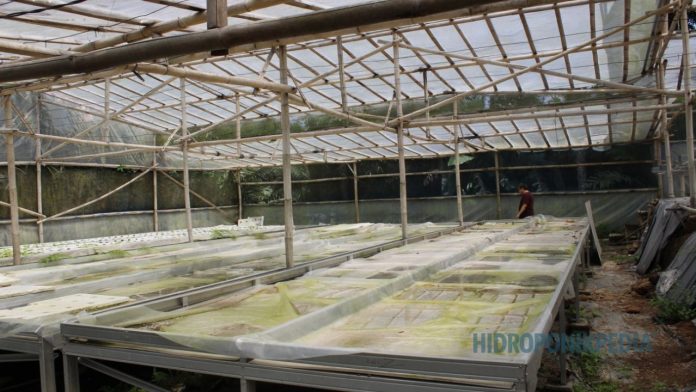 usaha-hidroponik-bertahan-setahun Greenhouse hidroponik yang terlihat aktif namun menggambarkan tantangan keberlanjutan usaha