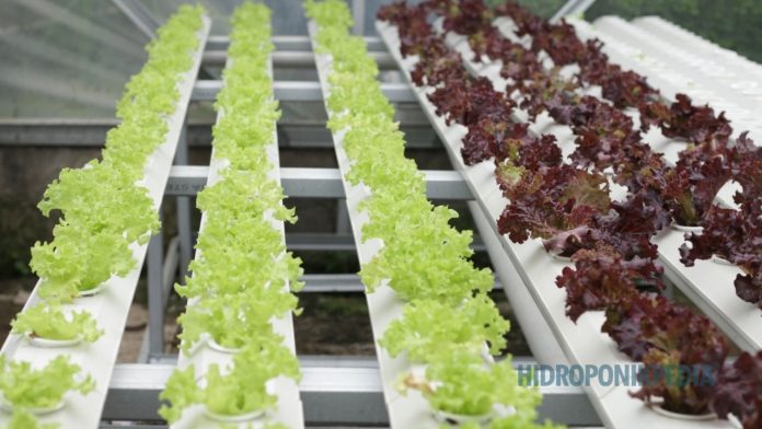 usaha-hidroponik-mati-perlahan Greenhouse hidroponik dengan suasana tenang yang menggambarkan usaha yang berjalan namun stagnan