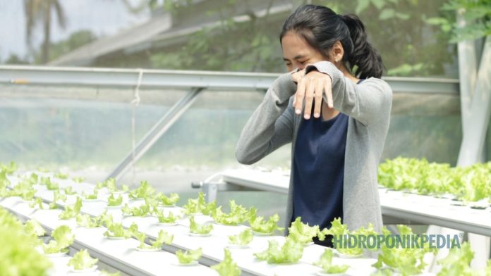 usaha-hidroponik-tidak-cocok-untuk-semua-orang Kebun hidroponik skala kecil yang terlihat rapi namun menuntut kedisiplinan dan pengelolaan serius