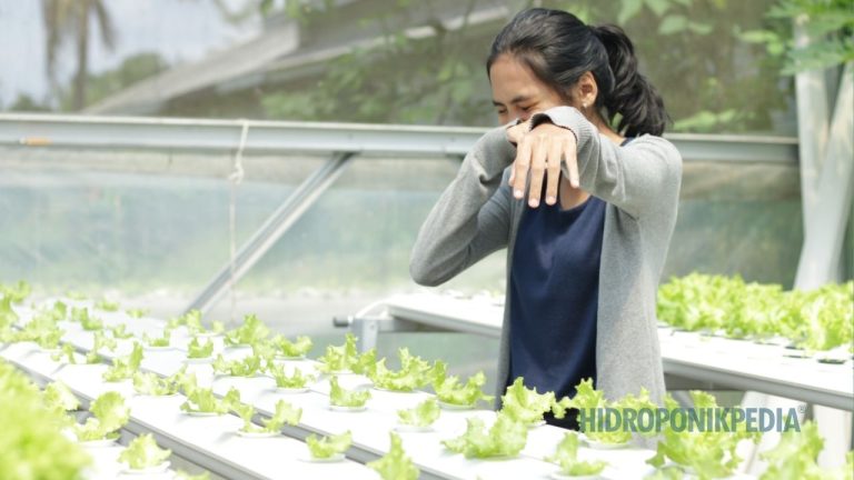 Tidak Semua Orang Cocok Menjalankan Usaha Hidroponik