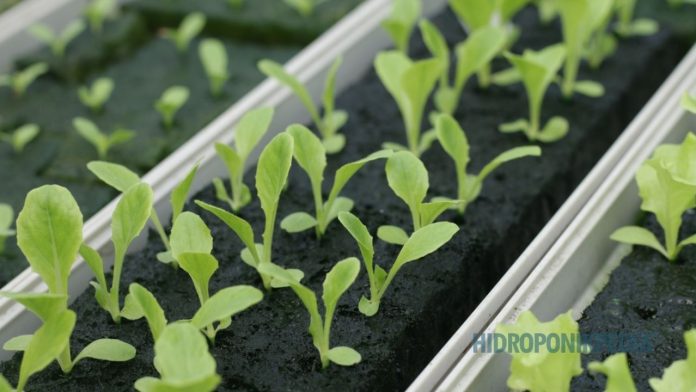 waktu-memulai-usaha-hidroponik Seseorang berdiri di greenhouse hidroponik dengan ekspresi mempertimbangkan keputusan memulai usaha