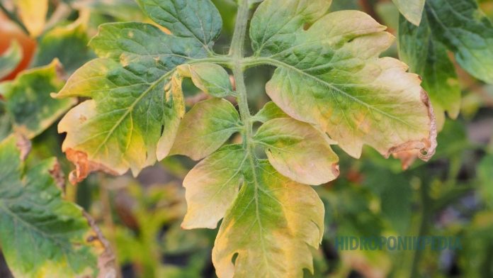 anatomi-fungsi-nitrogen-defisiensi-tanaman Ilustrasi perbandingan daun sehat yang kaya klorofil dengan daun yang mengalami klorosis atau menguning akibat defisiensi unsur nitrogen pada tanaman.